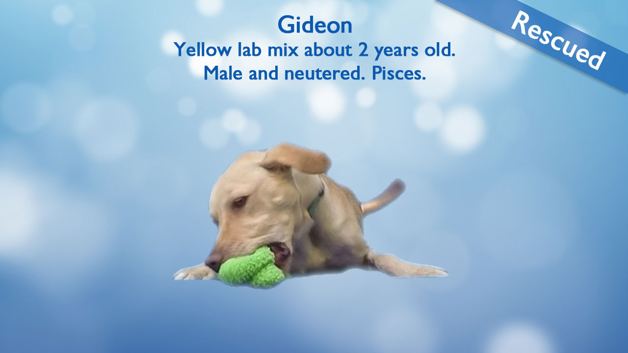 Gideon